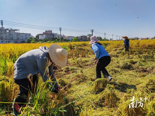 超聲種子增產(chǎn)預(yù)處理后<div id=